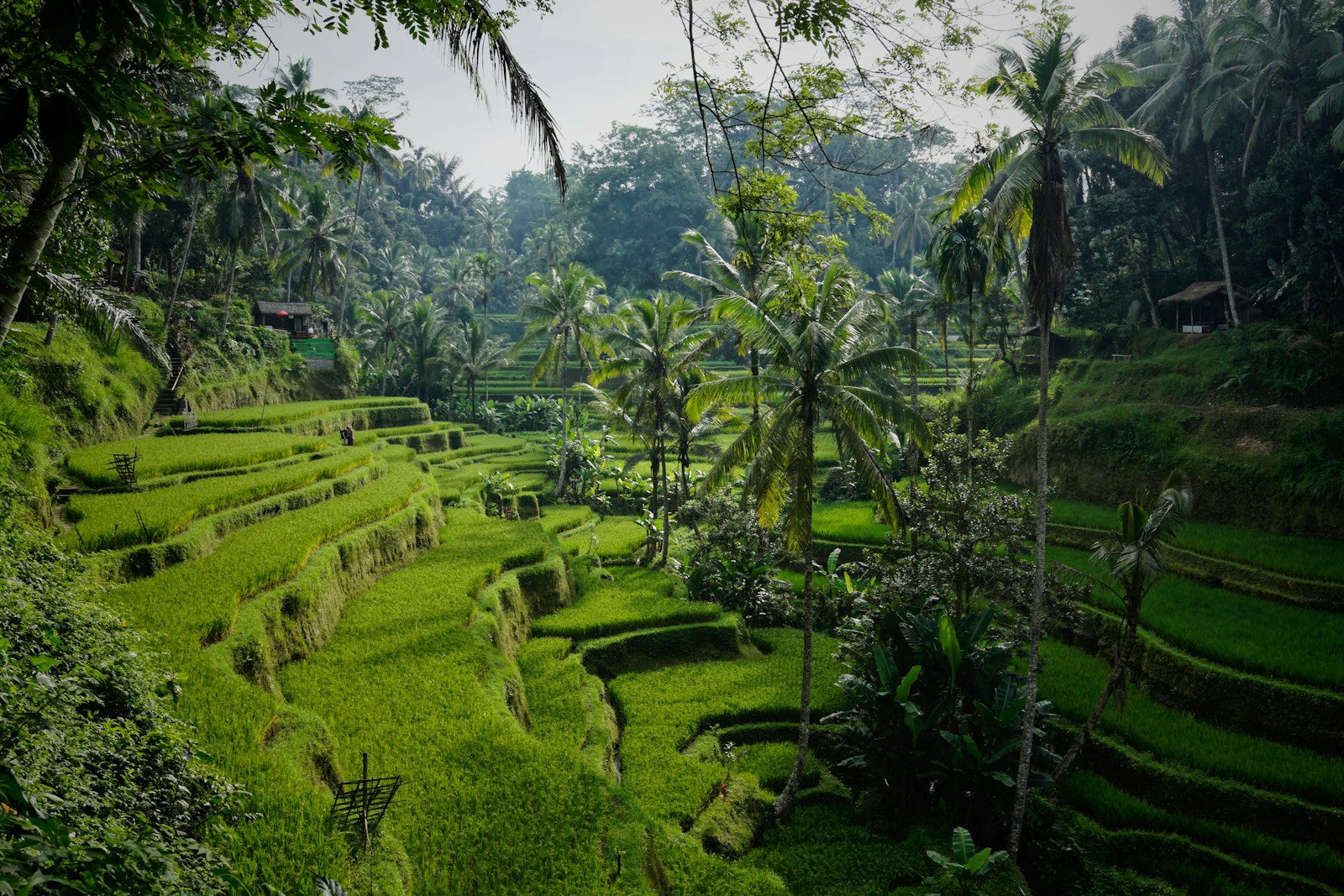 Canggu development land ricefield